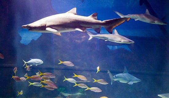 Greater Cleveland Aquarium Shark Tube