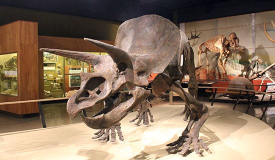 Triceratops at Cleveland Museum of Natural History